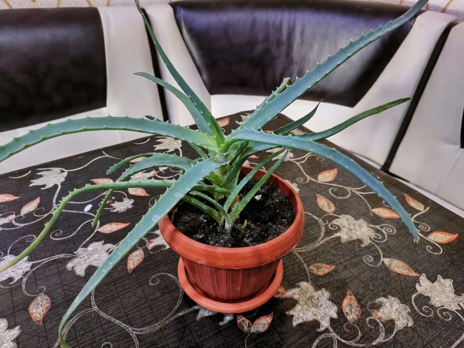 лечебное каланхоэ, алоэ. доставка