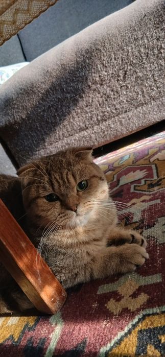 Скотиш фолд продаётся