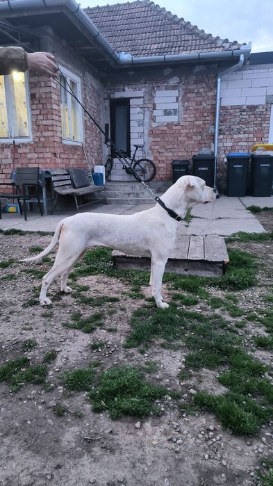 Pui mascul Dog Argentinian Dogo Argentino