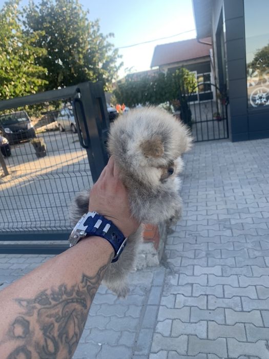 Померан мини