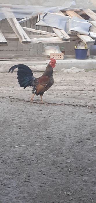 продам карликовых петушков