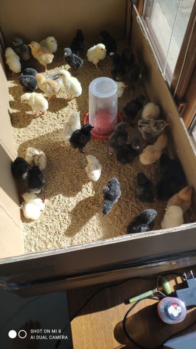 Продам цыплят разных пород