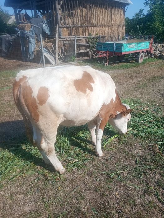 Vând vițea Bălțată Românească