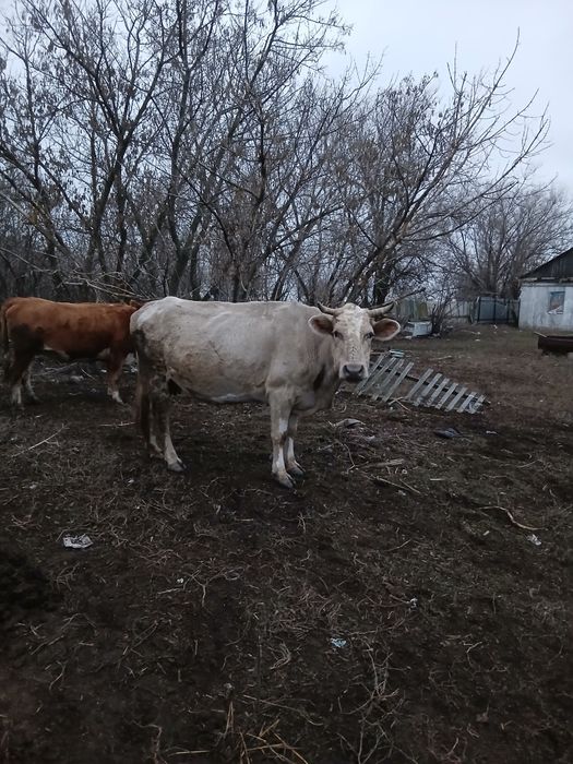 Дойные коровы  2 головы