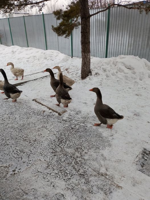 Гусь большой серый