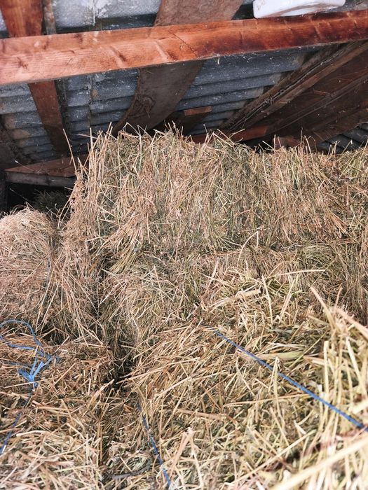 Baloti Lucernă de VÂNZARE