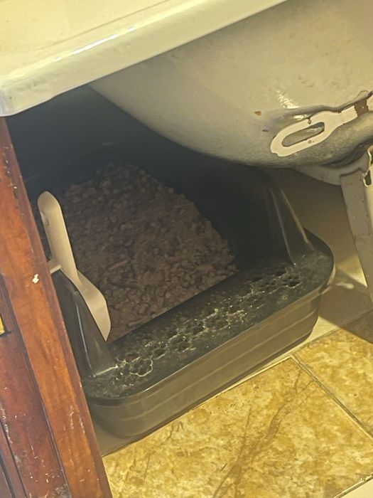 Британка 7 месяцев кошка