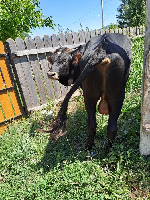 Vând un vițel de un an