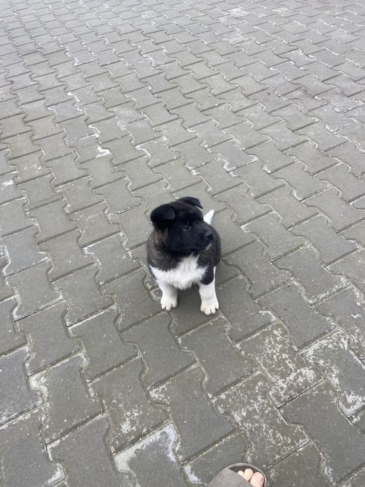 Американска акита