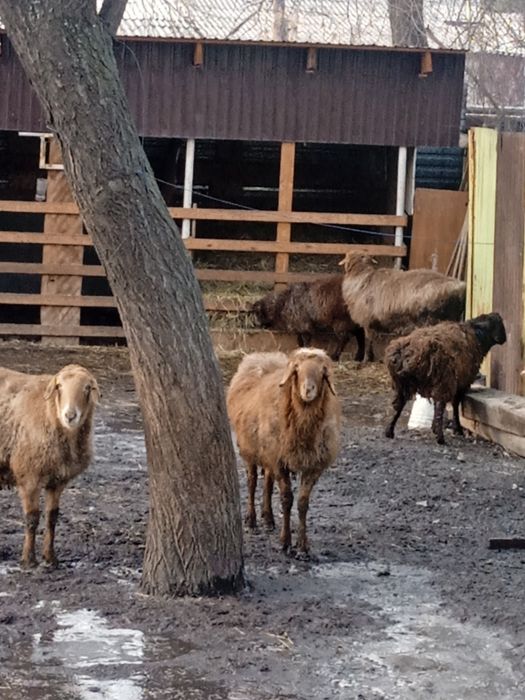 Токты, баран, кой