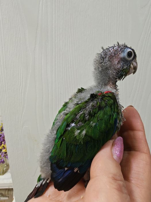 Продаются птенцы Пирруры Перлаты