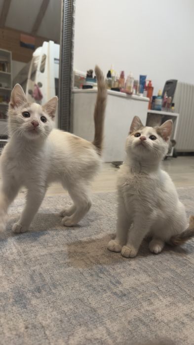 Котенце малко подарявам.