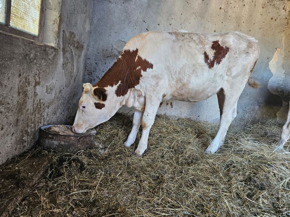 Vitea bălțată românească de un an