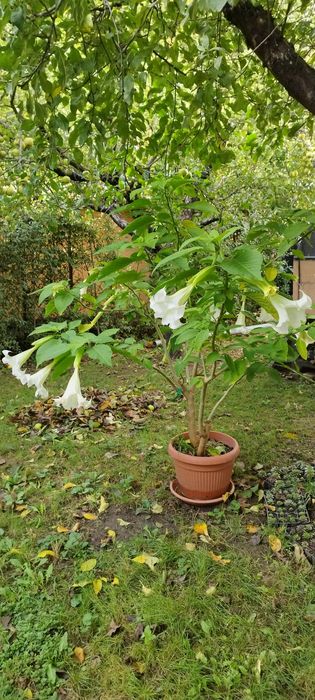 Plante, brugmansia, Trompera