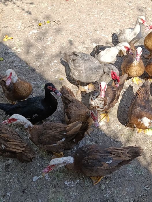 Продам молодых индоуток