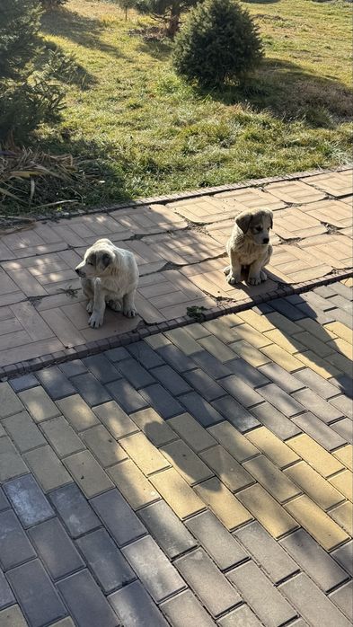 Продам щенка тобета