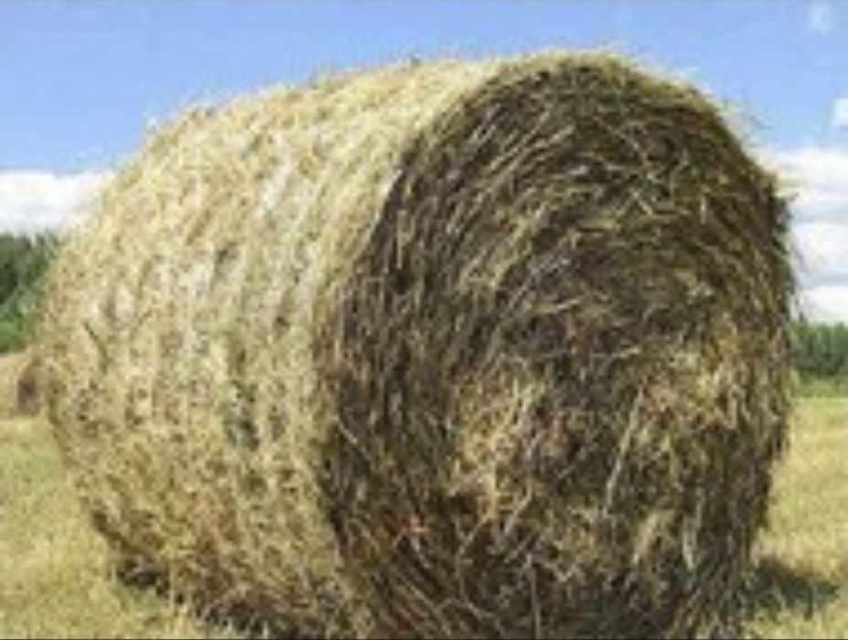 Продам сено в тюках (рулон-150ый)
