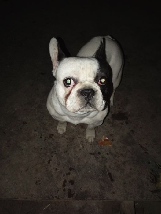 French bulldok..