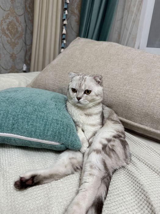 Отдам кота в добрые руки