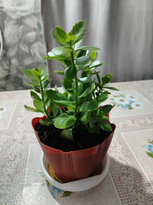 Продам комнатные цветы.