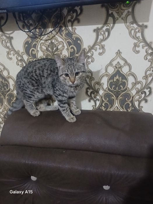 Отдам кота в добрые руки бесплатно