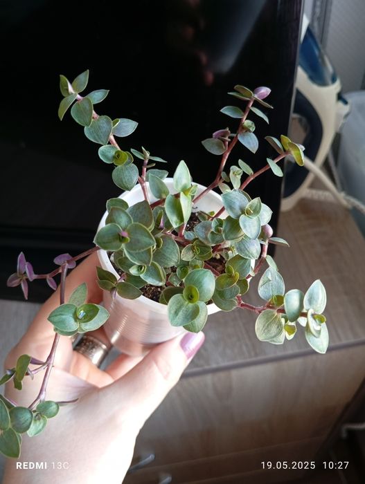 Продам отростки комнатных растений