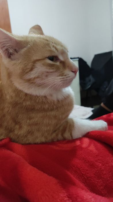 Еркек мысық бар тегін