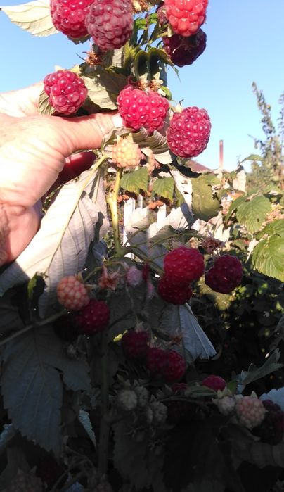 Саженцы малины,продам