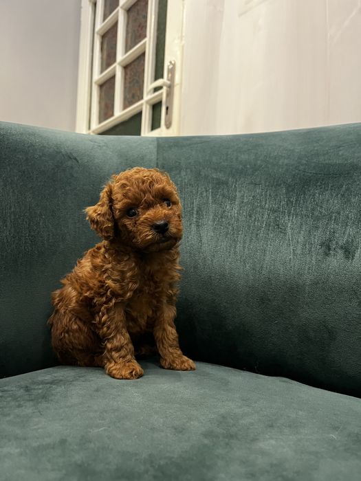 Poodle pitic de vanzare