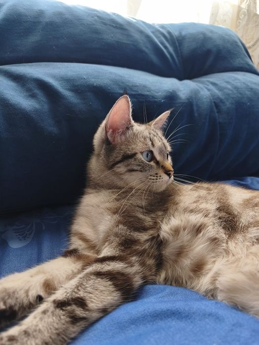 Котята Шотландцы