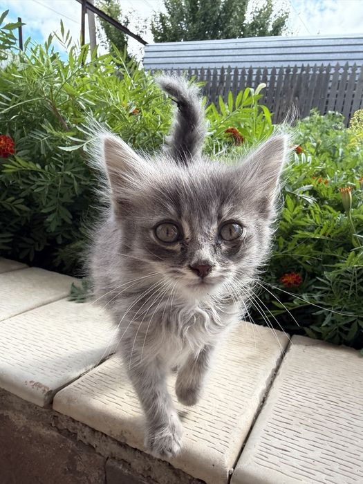 Отдам котенка(бесплатно)