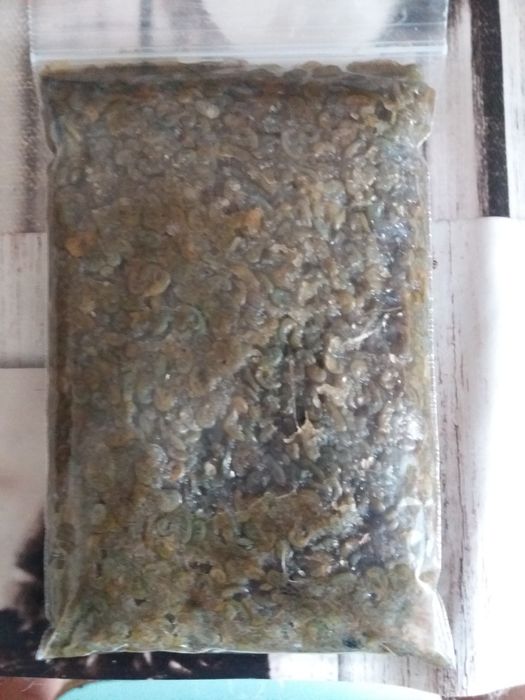 Продам мороженный корм для рыбок "коретра"