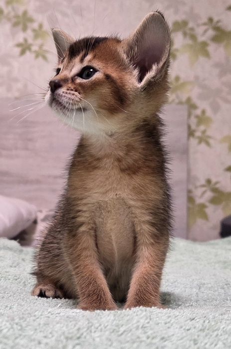 Котята чаузи  для вас
