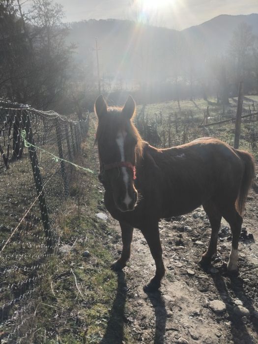 De vânzare sau schimb pe oi