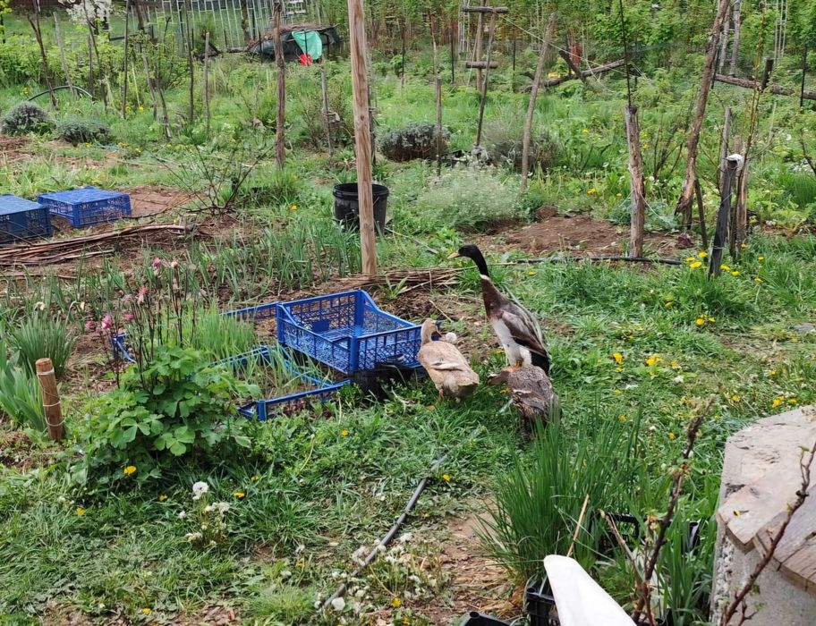 Oua  pentru incubat de rate alergatoare indiene