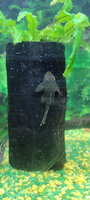 Аквариум заводской