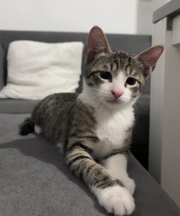 Pisicuțe pentru adopție