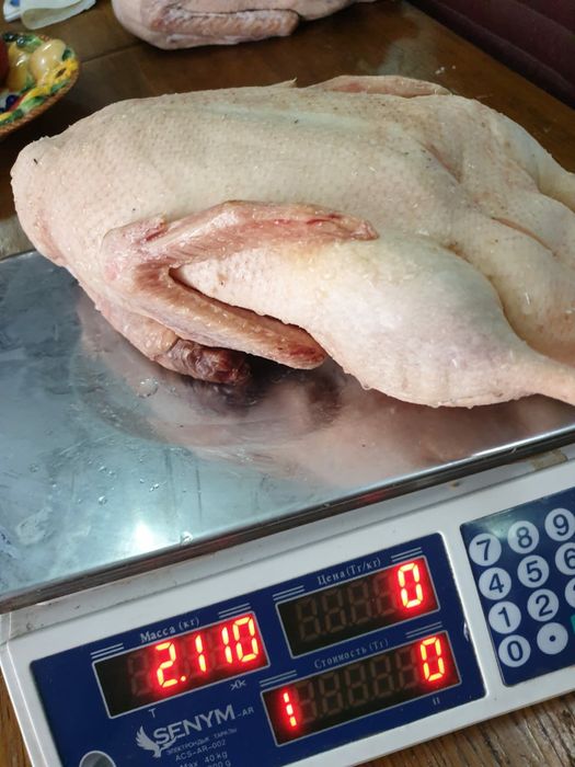 Продам мясо домашнего гуся и утки .