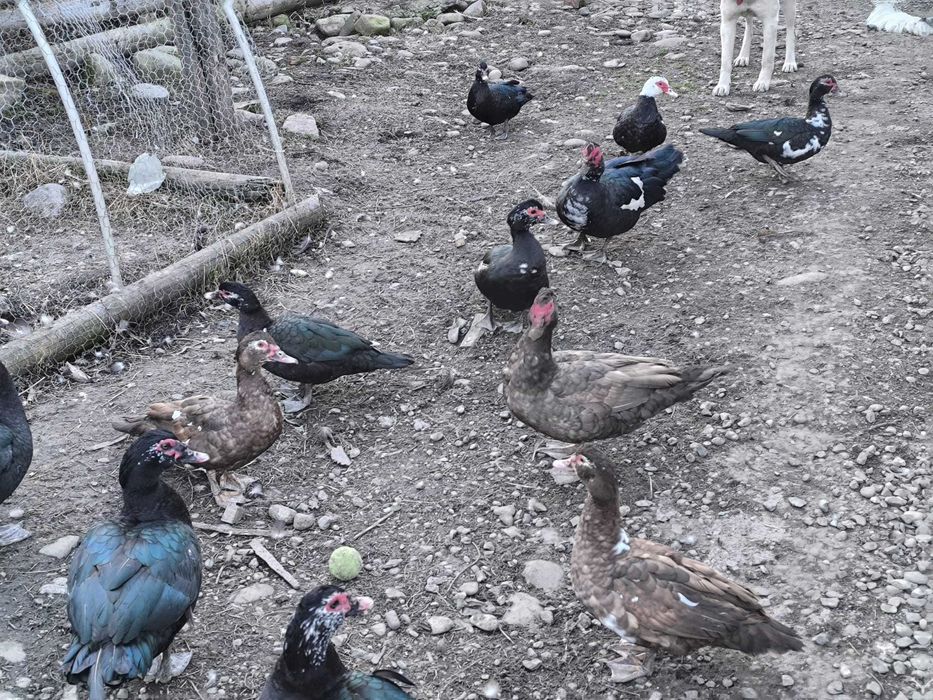 rate de vanzare rasa mute, lesesti