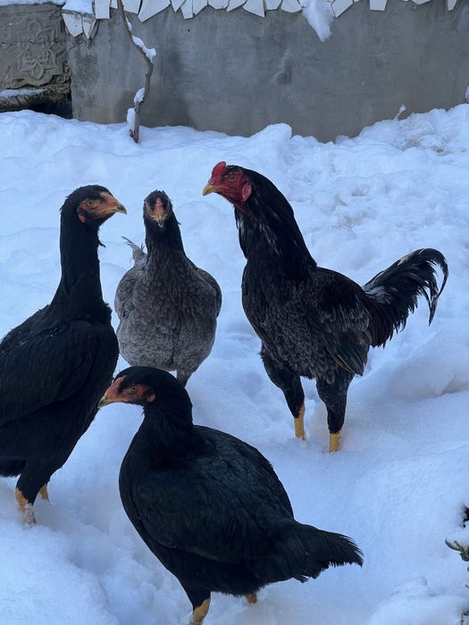 May oyini oxirida ochilgan jojalar