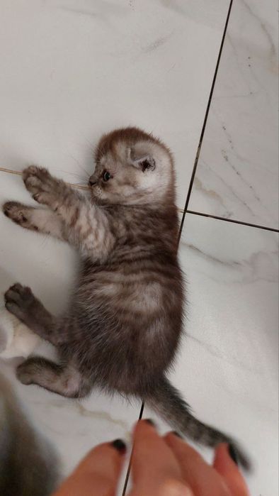 OTasi British onasi Hayland stret bu bolachasi 3 yarim oylik