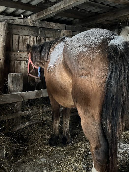 Продам кобылу 7 лет