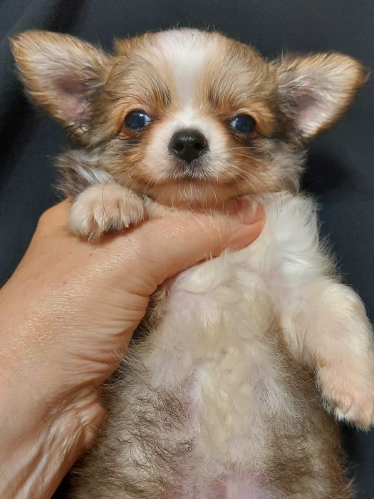 Продаю щенка чихуахуа