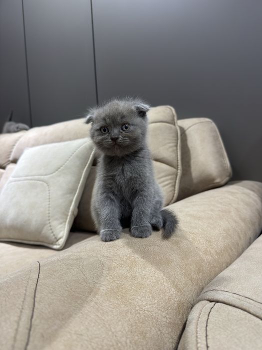 Шотландские вислоухие