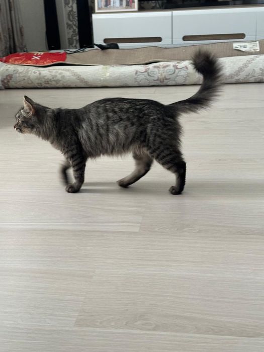 Отдам кошку в добрые руки