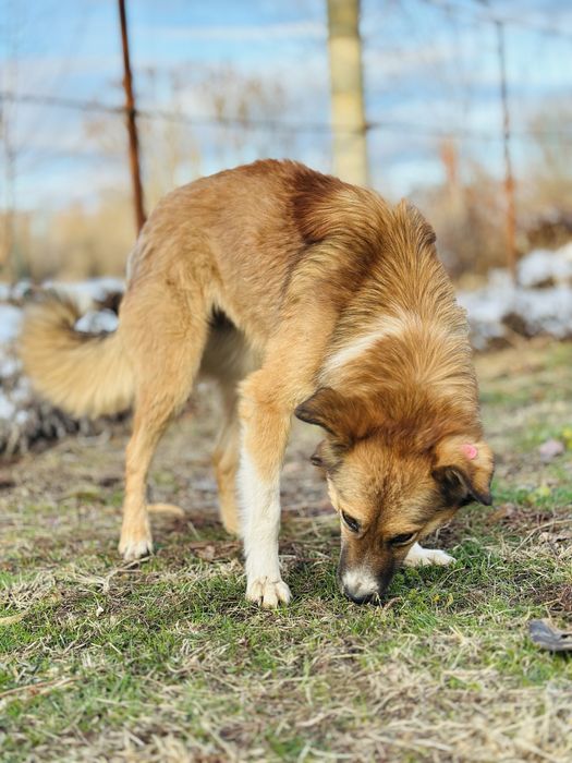 Бирочка ищет семью. Добрая собака