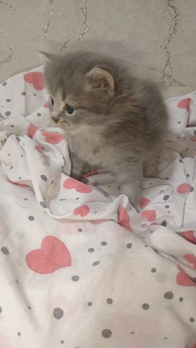 Котятя скоттиш фолд и скоттиш страйт