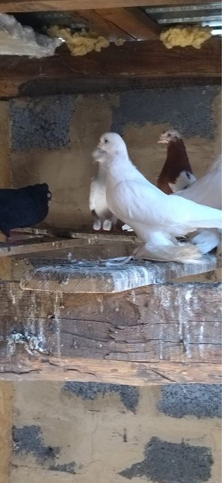 Продаются голуби разных пород