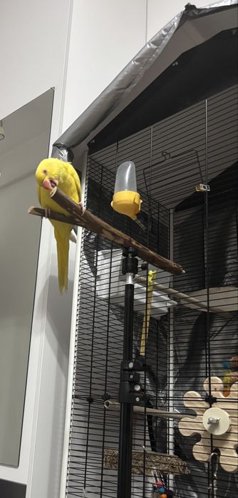 Papagal micul alexandru cu cusca