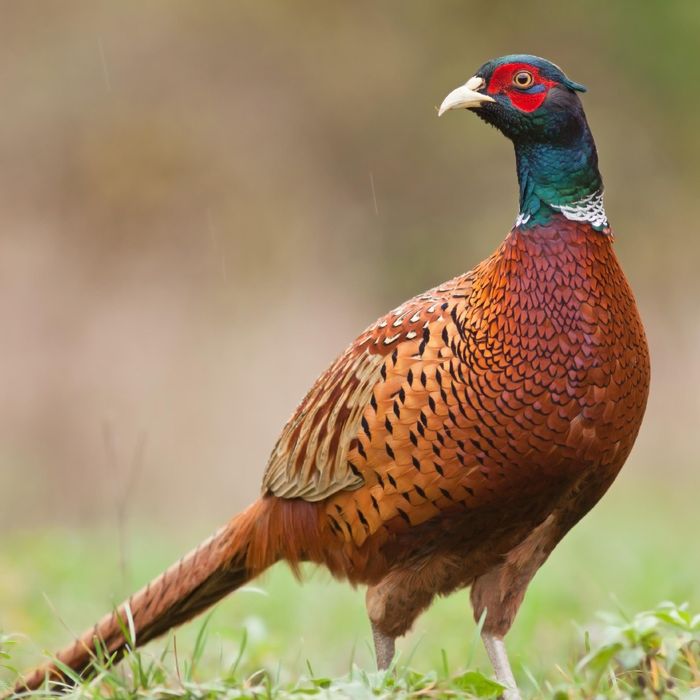 Кавказ фазан катта ва чўжалари сотилади